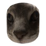 the cutest cat ever sprinkles
