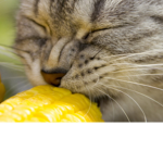 CORN CATS 4 LIFE