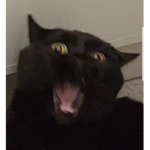 toast1