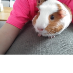 Guinea pig Squad alexa