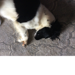 DOG-GAMES