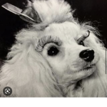 Bobby eye lash
