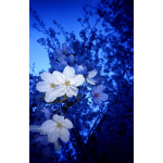 Midnight Flower