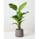 Royal Plants