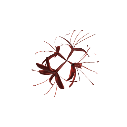 Spider Lily