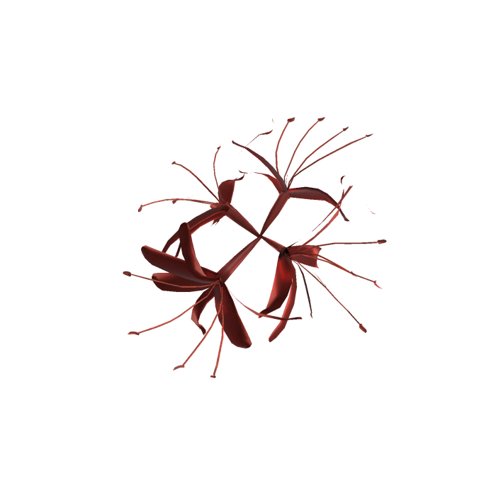Spider Lily