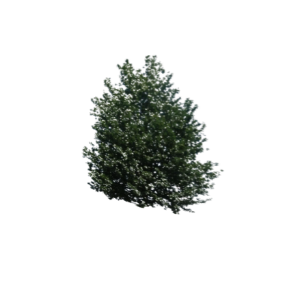 tree decal