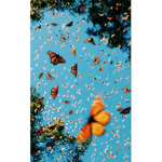 bianca’s butterflies
