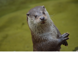 fun but otter