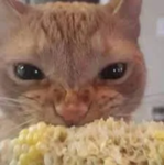 cheese consumers