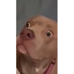 Mr woof