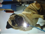 Pugs=lucky