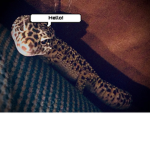 •Gecko group•