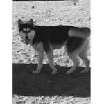 DOGE IS FAB