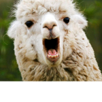 THE LAMAS AHHHHHHHHHHH