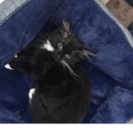 Cute Kittensss