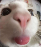 KITTY GANG KG