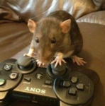 The_crazy.rats