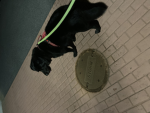 Storm surge dog