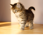 Kittens :}
