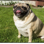 Little cute pugs
