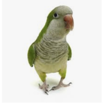 Kiwi clan E