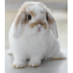 Bunny's family