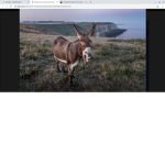 Donkey Party