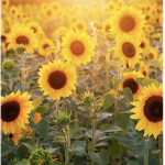 Sunflower Squad @Roblox