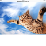 Flying cat