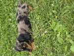 Midgethewiener