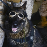 team German shepherd
