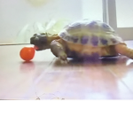 Turtles TM