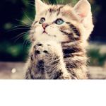 Cats are cool meow