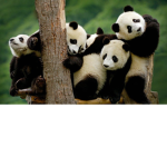 My panda bears :)