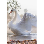 Team Swan :D