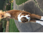 E dog and A dog