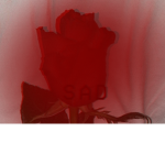 Rare Roses