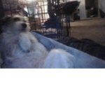 The Dog ####### Group
