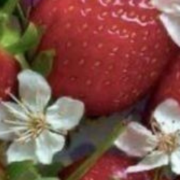 .... ୨୧.... 🍓