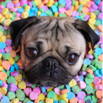 Pug fan goup