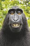 Monkey group without talent (mega sus)