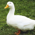 Supporting Ducks!