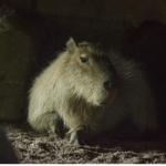 Capybara Kingdome