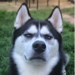 Kiziblox HUSKY ARMY