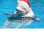 Beluga Whales United