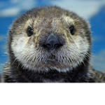 the otter group