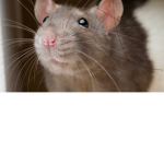Ratssszzzzzz
