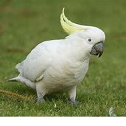 Bird World