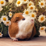 -Guinea Pig Crew-